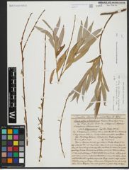 Foto von Salix alba subsp. vitellina (L.) Arcang. x Salix babylonica L.